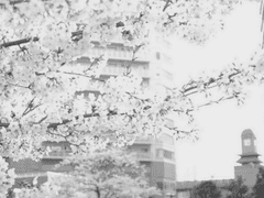 [반다만타데미] 벚꽃이 졌다.