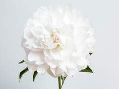 [보쿠로] 짝사랑이 끝나는 소리