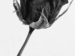 [맥한조 AU] Supermassive Black Hole -20-