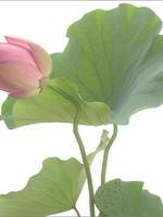 진격의 거인 - 리바미카