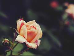 [본즈커크] Doctor and Beast (ch.1-3)