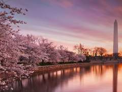 [F]계간환호 봄 백일장, 정서희: 봄이면 봄마다