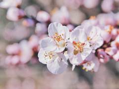 [맥한조] 봄이 좋냐?