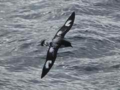 [셜존] 바다제비와 알바트로스