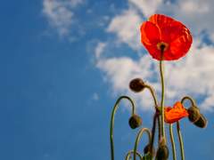 [하마레븐] 좋은 날