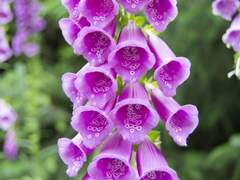 유일자화(唯一紫花)