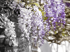 [보쿠아카] 가장 아름다운 색