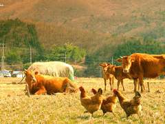 성길욘두성길/욘두퀼욘두로 삼시세끼썰 02