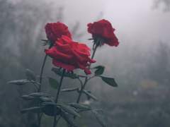 글 커미션 받습니다.