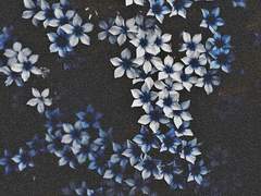 [에올아레]비에 젖어도 꽃은 핀다.