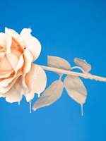 1차:: Purga in Alice