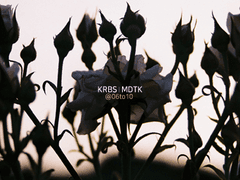 녹고 / 정원으로의 초대