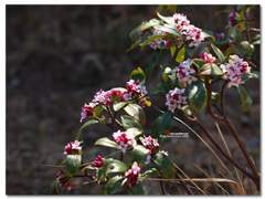 [카슈] 겨울에 피는 꽃