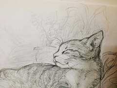 우리 고양이♥♥