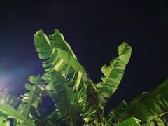 소년, 기도하다.