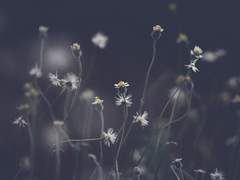 죽어가는 계절의 끝에서