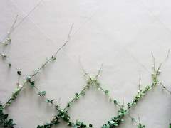 [스팁버키] 느리게 자라는 나무 1