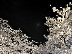 [이정재/조각글] 벚꽃이 내린다