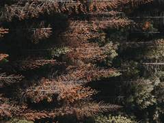 스팁버키: 낙하하는 밤