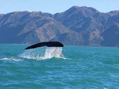 0. 데우스(구 롤로)