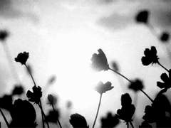 겸슈, 심발타 30㎎