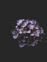 | 랑장자 & 필모