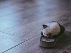 고양이의 사생활