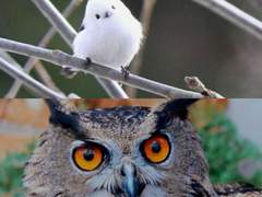 [파리어콜린스] 새