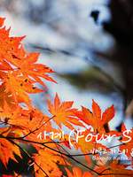 나의 히어로 아카데미아(2차)