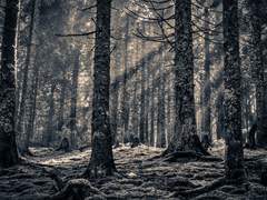 [럼벜] 트윈지 Sample