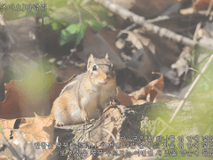 [리츠마오]마람쥐