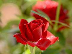 보쿠아카, 유리화원-후기