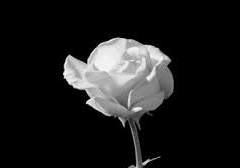 [스팁토니/번역]The Lies I Tell Myself