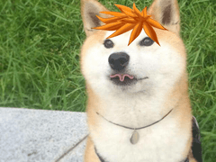 6 [바이클론즈/전력 60분] 황금! 그리고 개!