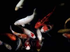 『아오바 거리의 사연』 하나야의 사정 [1]