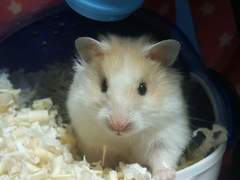 햄스터의 50가지 그림자