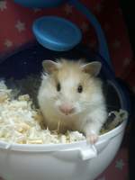 햄스터랑 같이 살기