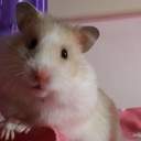 햄스터의 50가지 그림자