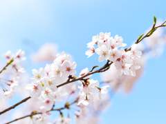 [레이안즈] 벚꽃