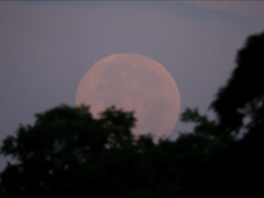 [비누] Strawberry moon