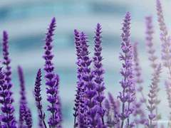 상사여귀 相思厲鬼 -6