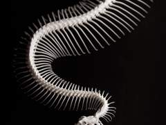 [리유안] Lastnogie, Danse Macabre