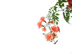 [녤옹] 발밤발밤 八