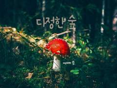 [신화/완디] 다정한 숲 #07