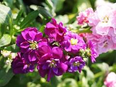 비단향꽃무(Stock)