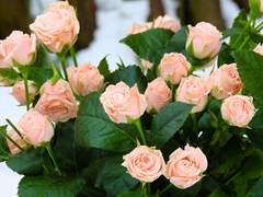 [나즈안즈] 너와 나의