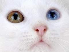 이게 진짜일리 없어.