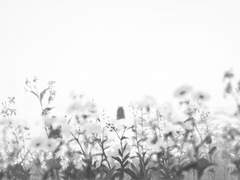 [아라시 사쿠사토] 흰 국화가 떨어졌다