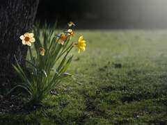 데미알리 - THE NOBLE