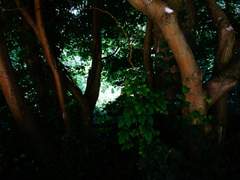 데미알리 DEPTH OF POET-REE